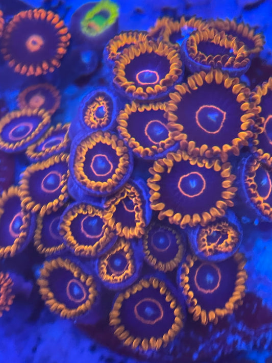 Red Hornet Zoanthid