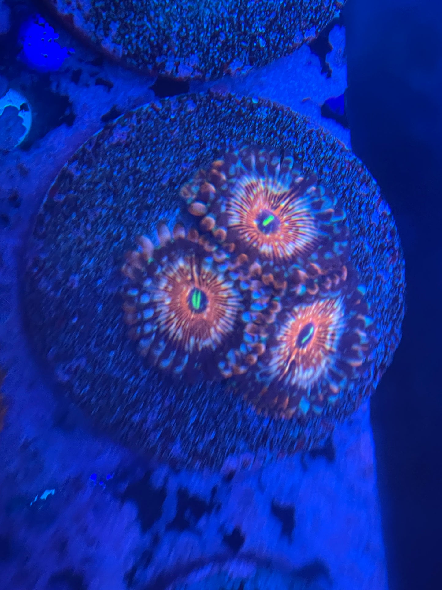 Seduction Zoanthid