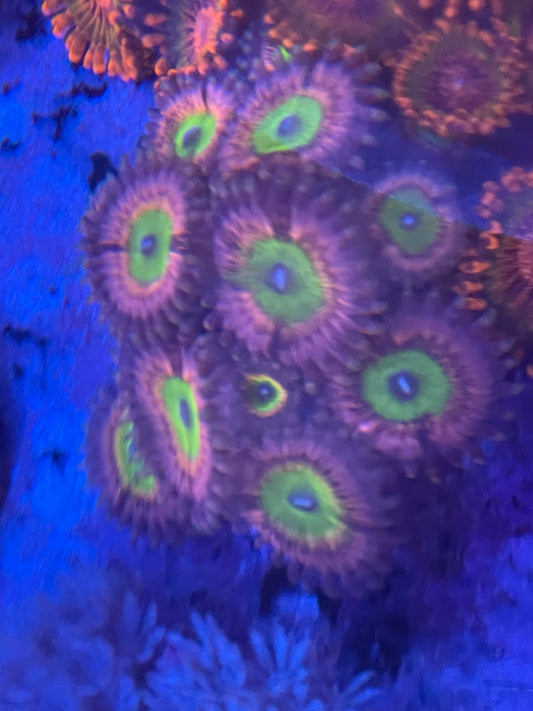 Chuckie's Bride Zoanthid