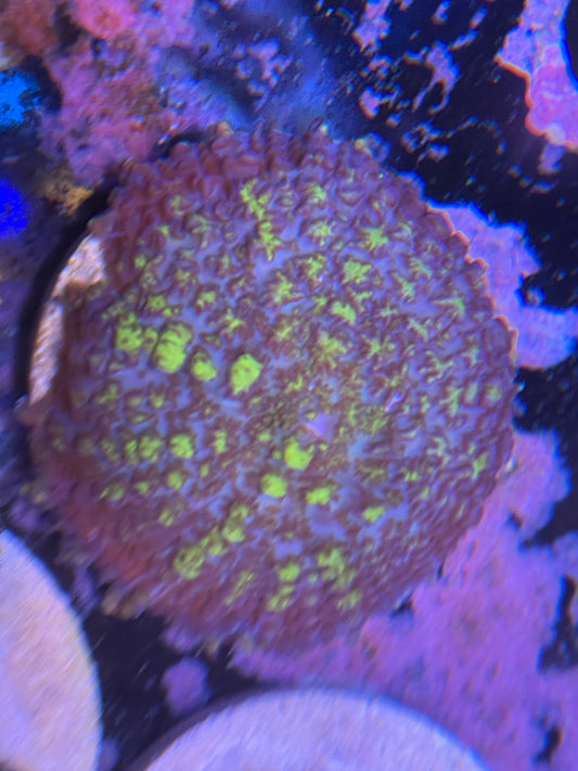 Uranium Bounce Mushroom