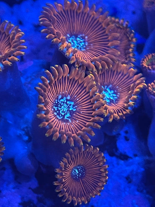 WWC Warlock Zoanthid