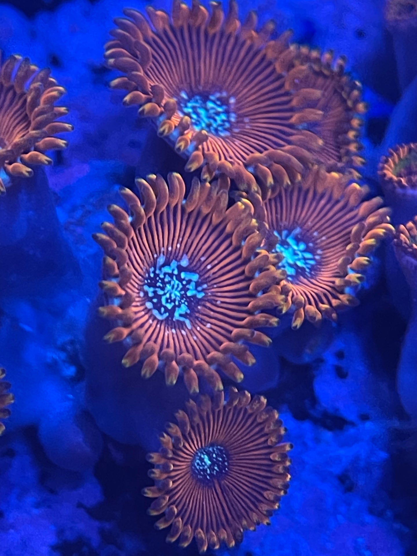 WWC Warlock Zoanthid