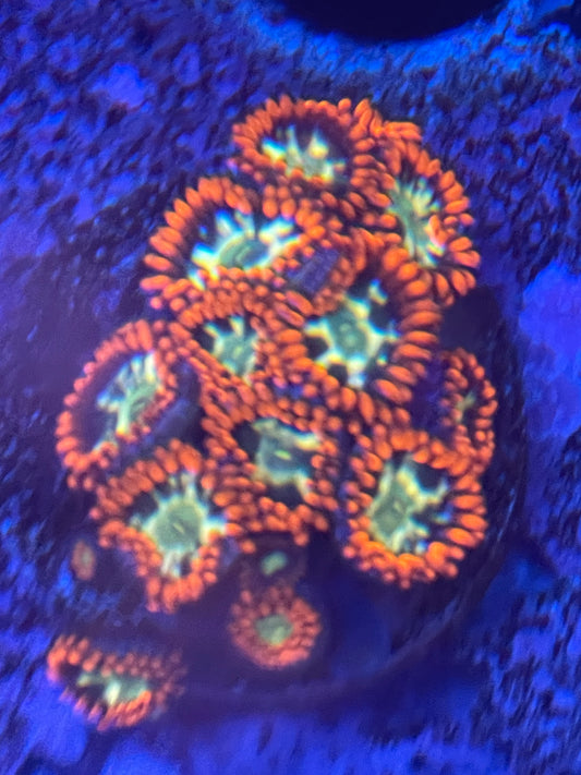 Tonga King Zoanthid