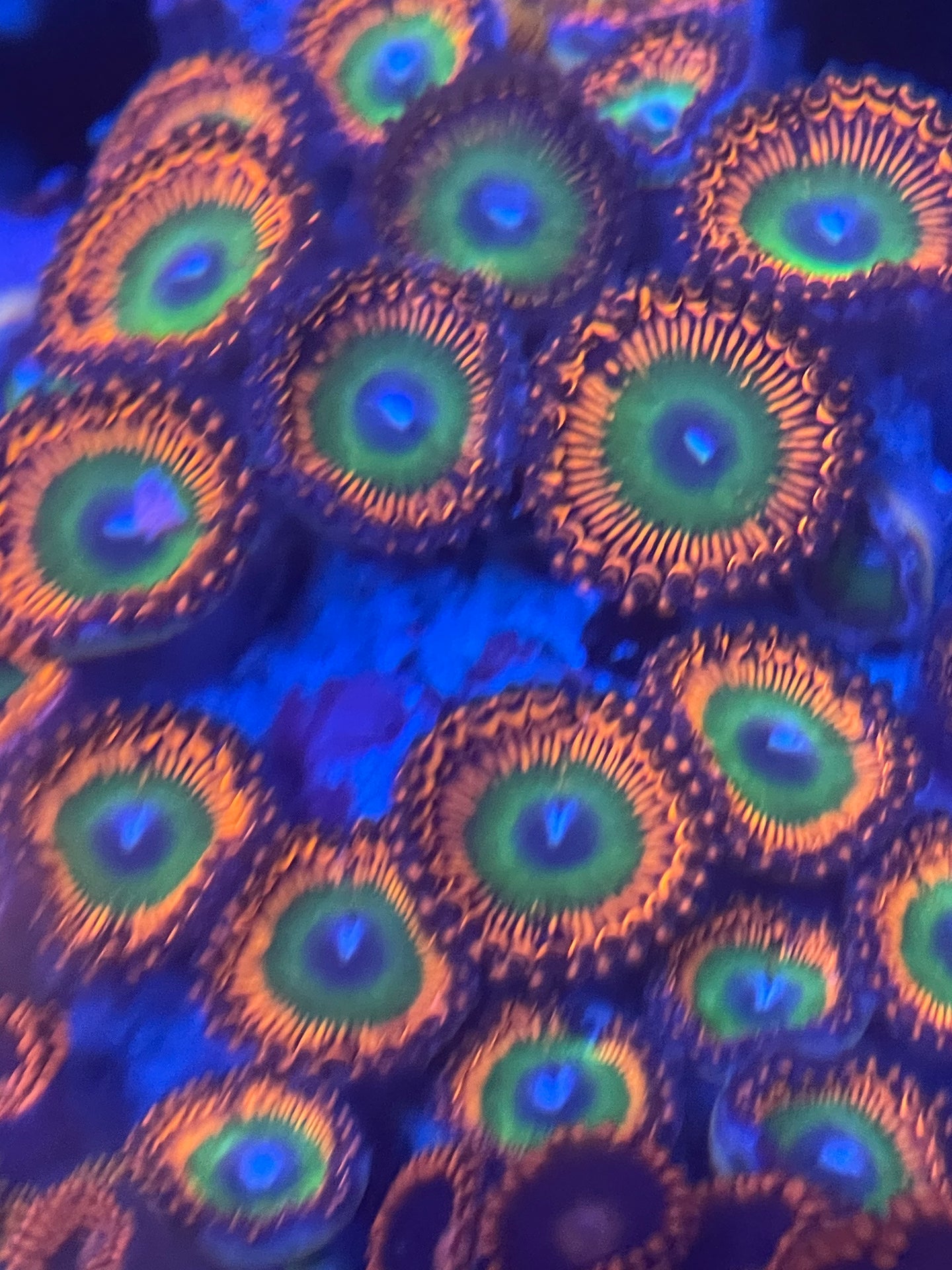 Bowser Zoanthid