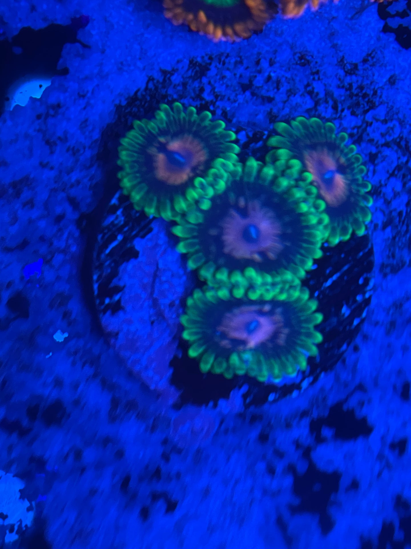 Marvin The Martian Zoanthid