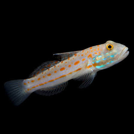 orange diamond goby