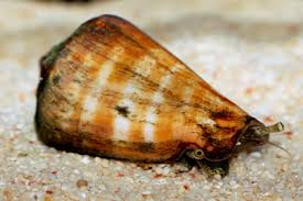tiger sand conch snail