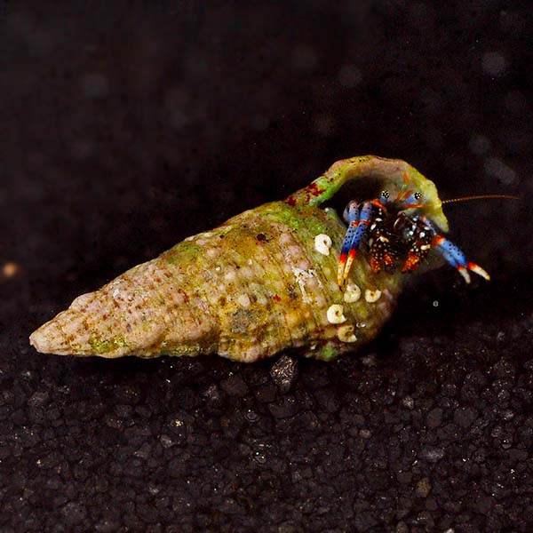 Blue leg hermit crab
