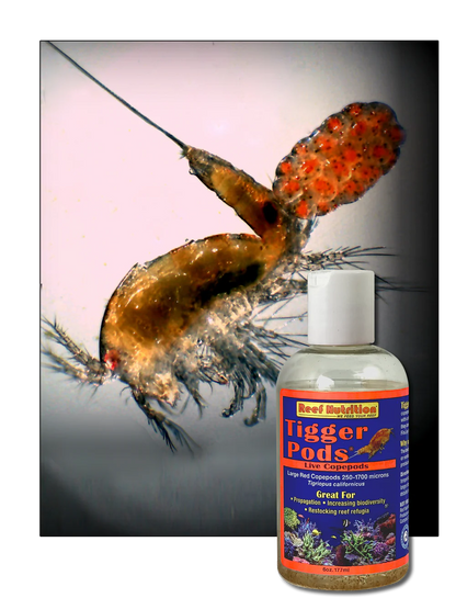 Reef nutrition Tigger Pods- Live Copepods 6 oz