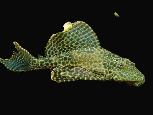 3" Pleco
