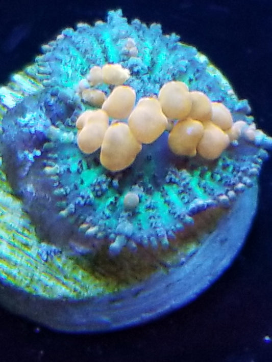 Sunkist Bounce Mushroom