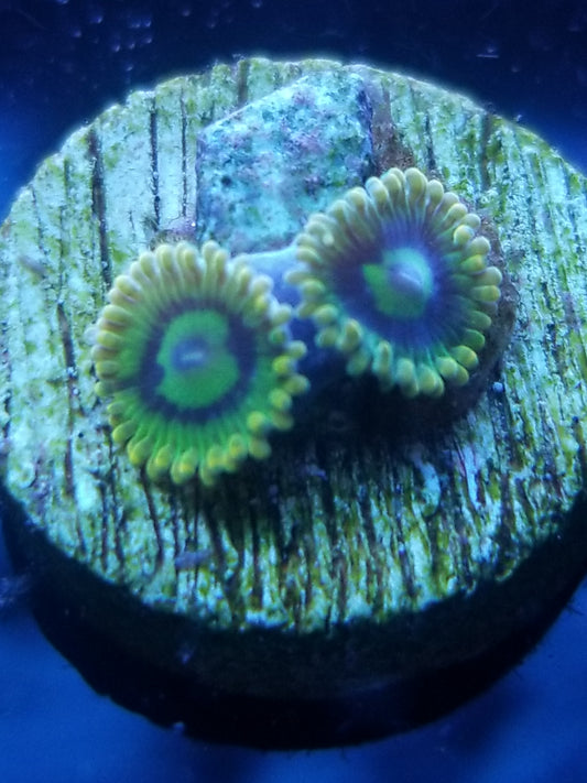 Yoda Zoanthid