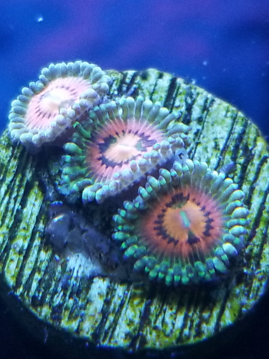 Rainbow Incinerator Zoanthid