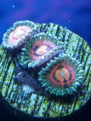 Rainbow Incinerator Zoanthid