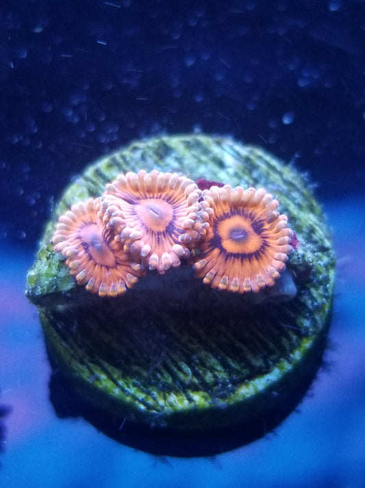 Nightmare Zoanthid