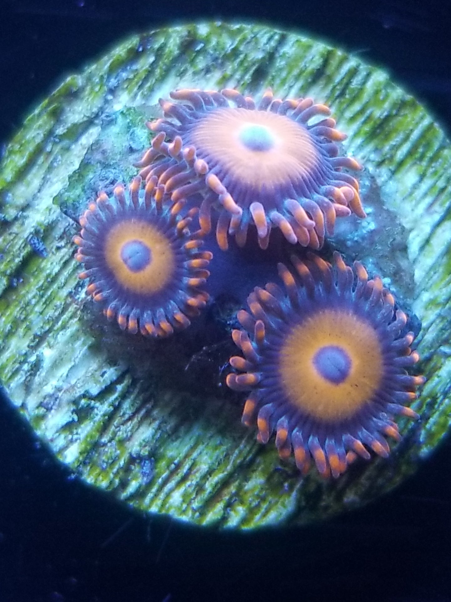 Orange Oxide Zoanthid