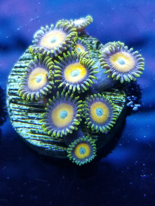 Scrambled Egg Zoanthids