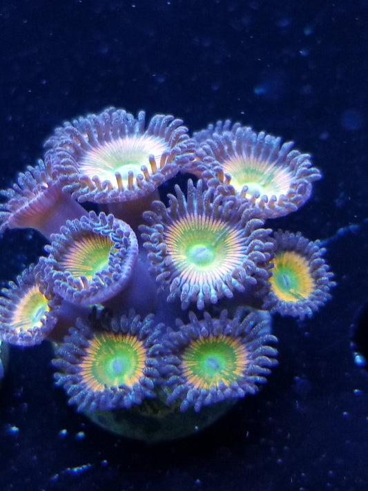 Sunny Dee Zoanthid
