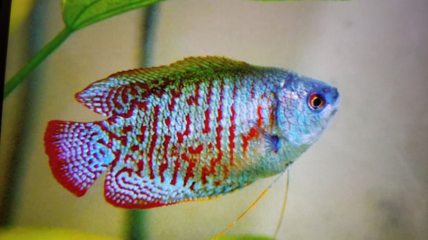 Dwarf neon gourami