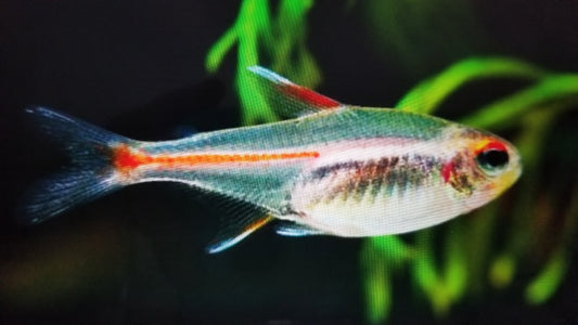 Glo-lite tetra