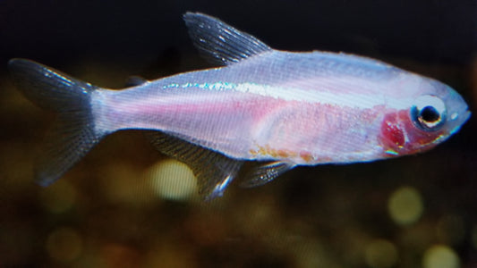 Gold neon tetra