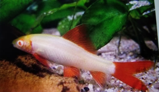 Albino rainbow shark