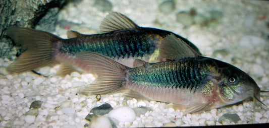 Aeneas green corydoras