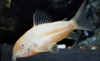 Aeneas albino corydoras