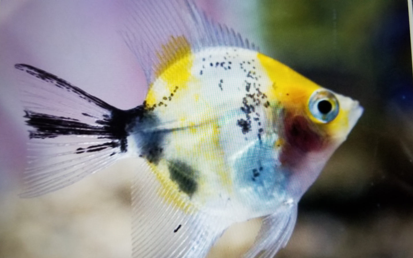 angelfish small