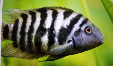 Black convict cichlid