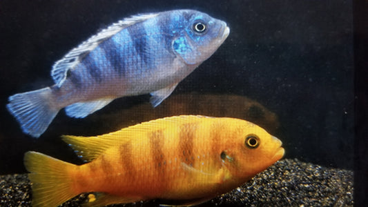 Kennyi Cichlid