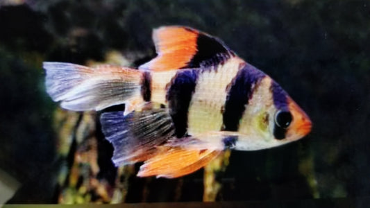 Long fin tiger barb