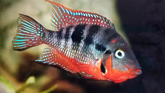 Meeki fire mouth cichlid