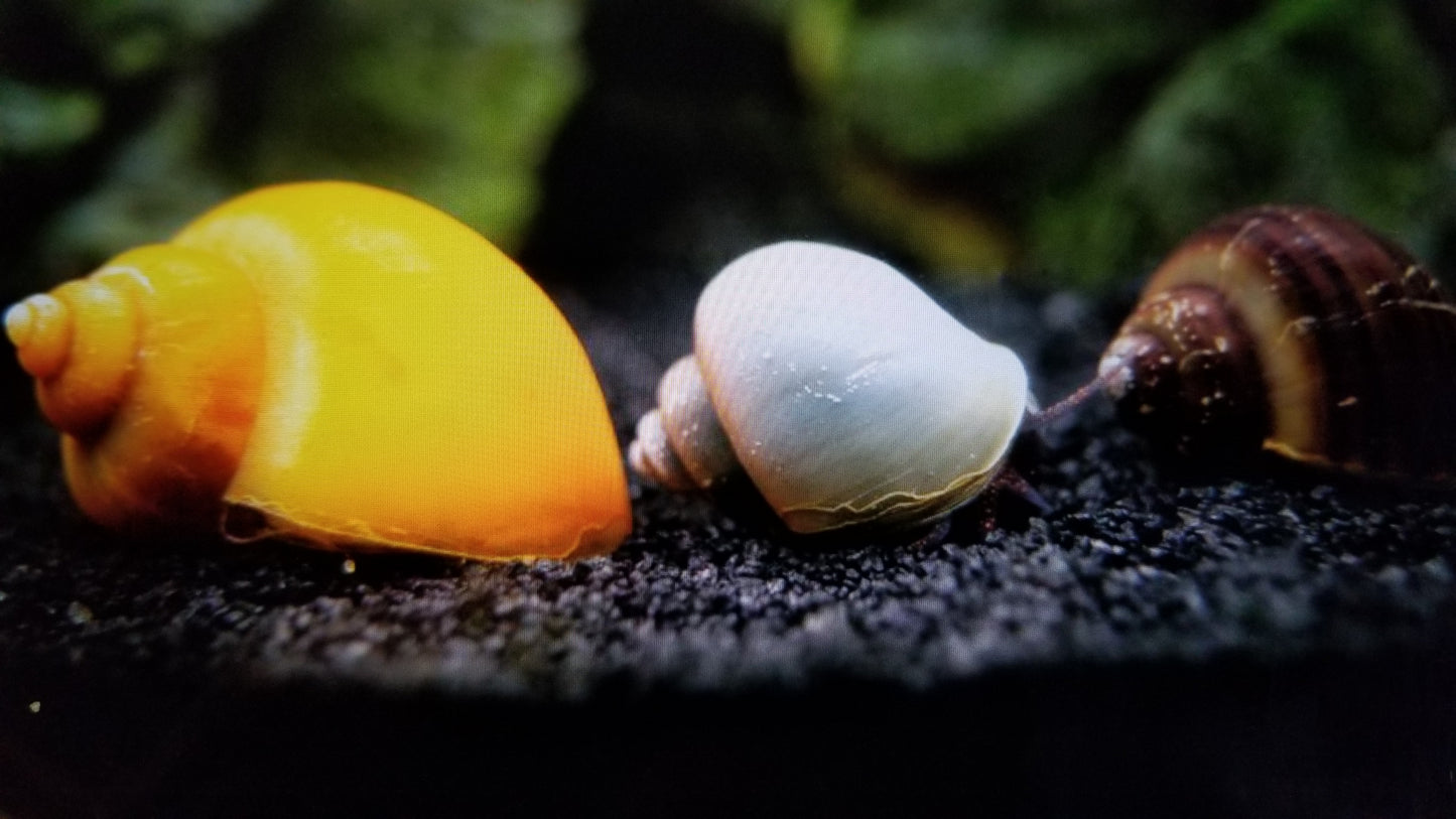 Mixed mystery snail