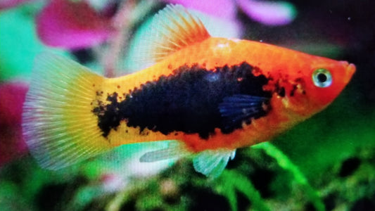 Mixed platy