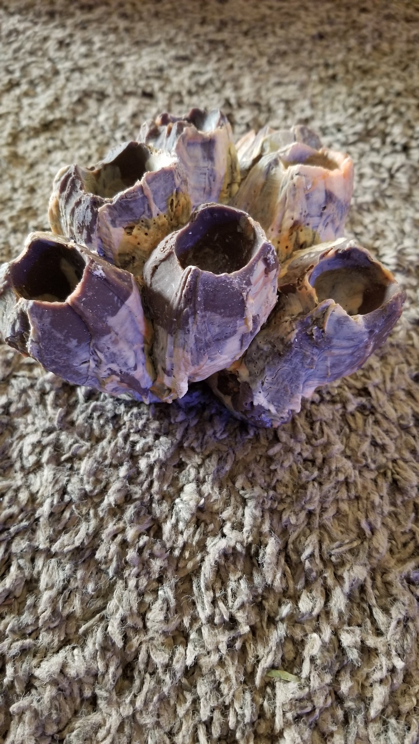 Barnacle