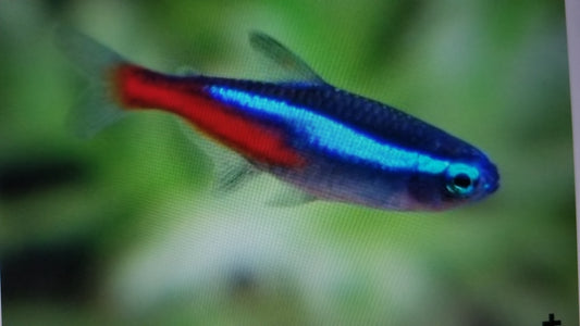 Neon Tetra Jumbo