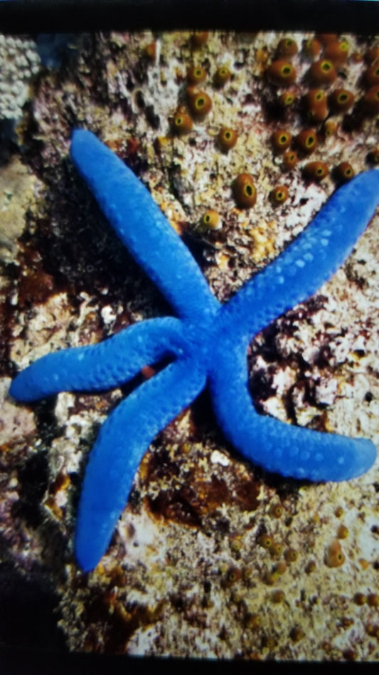 Blue Linkia Starfish