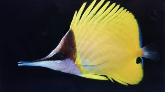 Butterfly yellow longnose