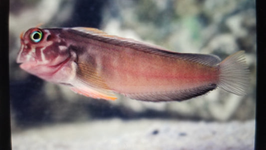 Blenny Red Lip