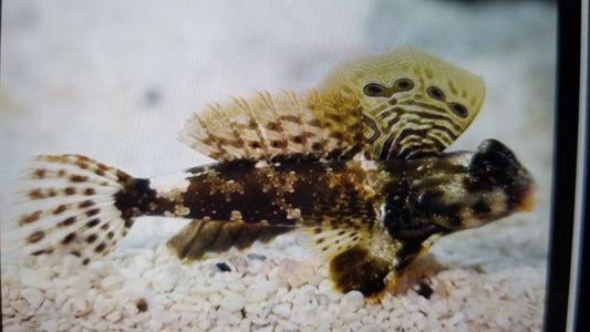 Blenny Scooter