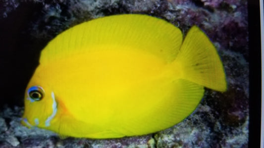 Orange shoulder tang small