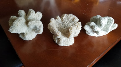 Small Corals