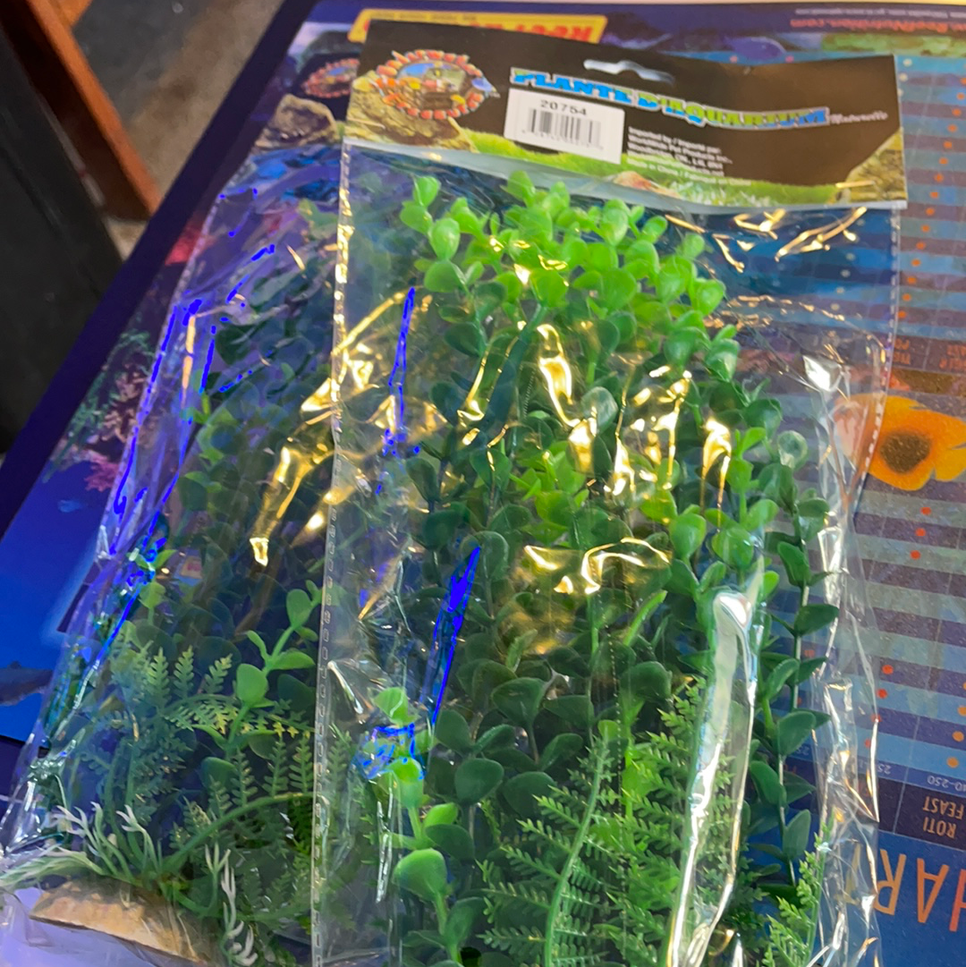 Bacopa Plant 10”