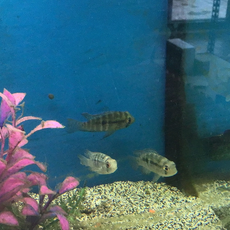 Blue Accra cichlid