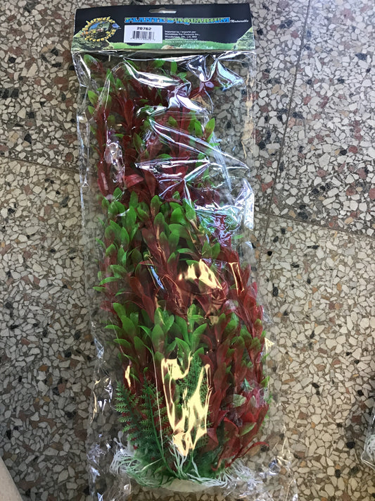 Red Ludwigia 16”