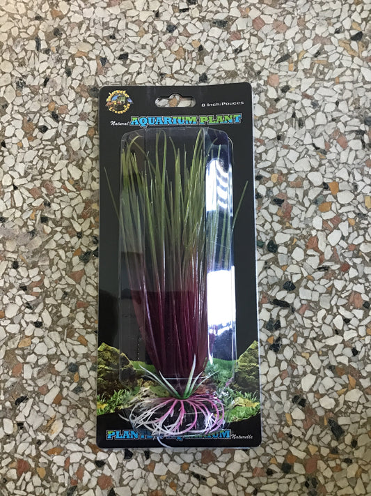 Green/red Hair grass 8 “