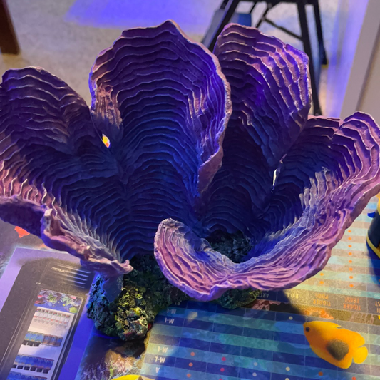 Blue Candy Coral