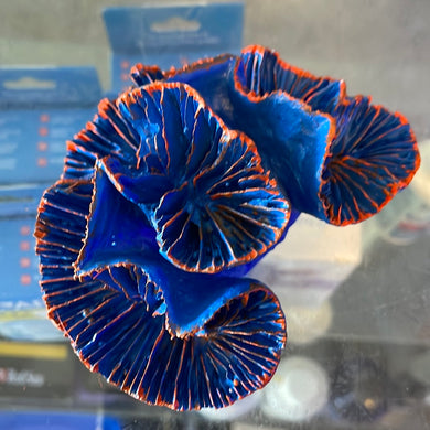 Blue open Brain coral