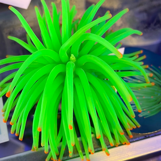 Glow Fish Anemone Green